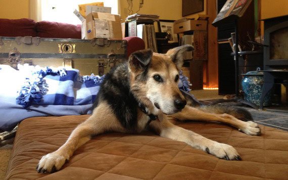 Заради вірного друга