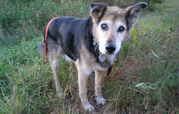 Заради вірного друга