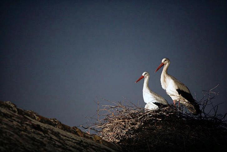 Вірність лелеки