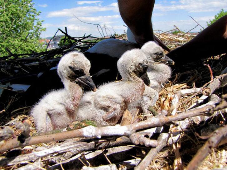 вірність лелеки