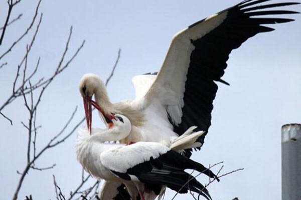 вірність лелеки